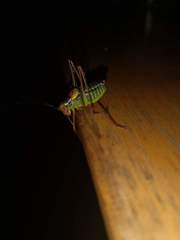 Barbitistes constrictus