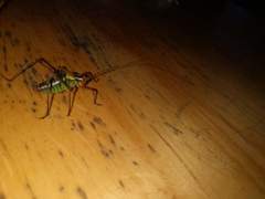 Barbitistes constrictus