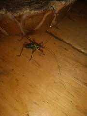 Barbitistes constrictus