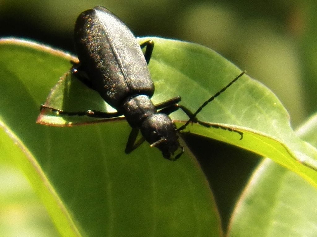 Epicauta cinereagroup from Barling, AR, USA on August 9, 2020 at 1129