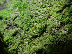 Crematogaster minutissima