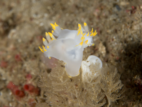 Polycera kernowensis