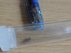 Blastobasis adustella