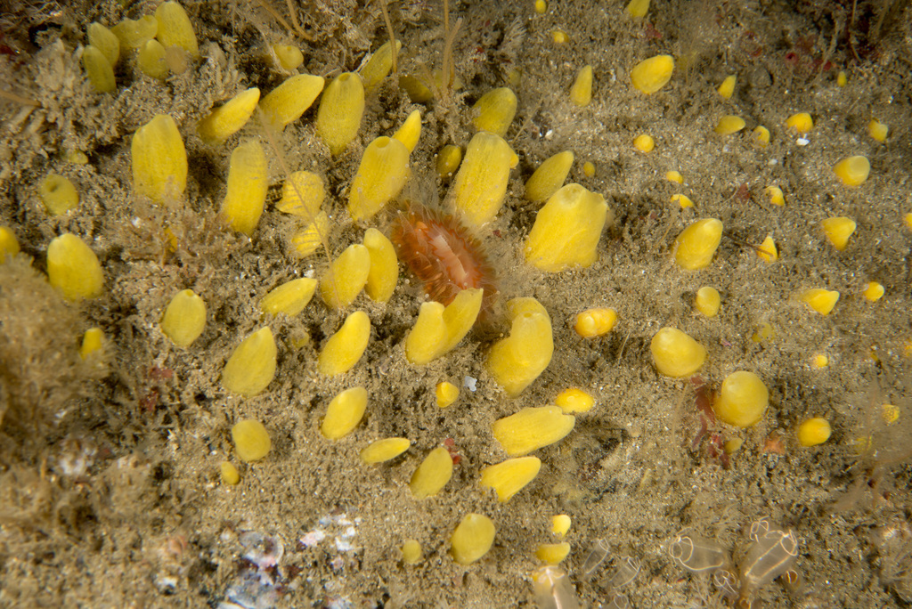 Sphaerotylus renoufi