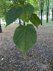 Tilia cordata