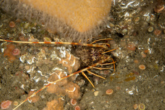 Palinurus elephas