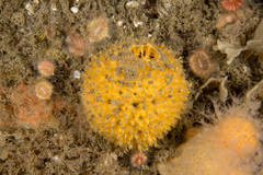 Tethya citrina