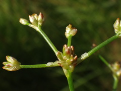 Juncus subnodulosus