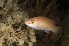 Ctenolabrus rupestris