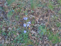 Campanula rapunculus