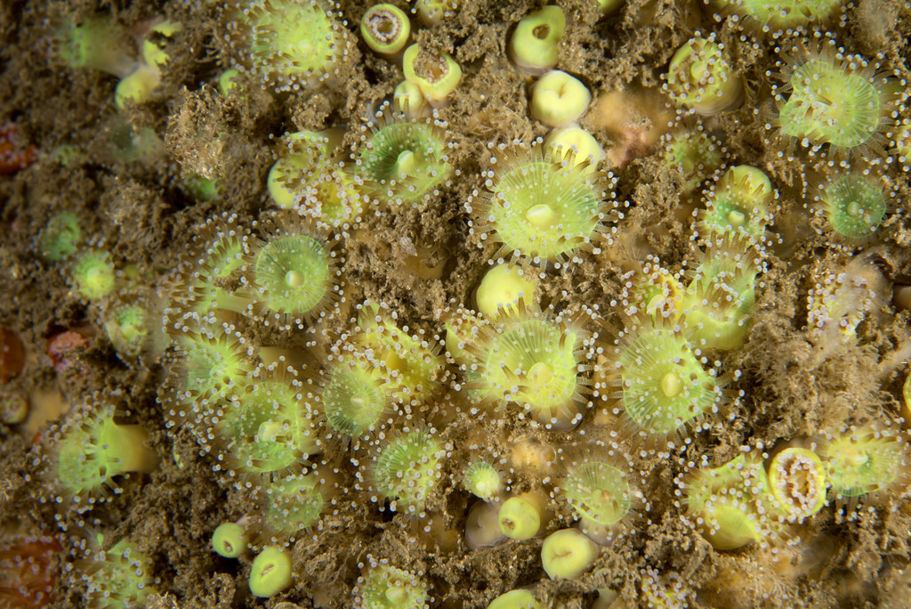 jewel anemone