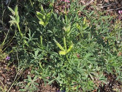 Lupinus hispanicus