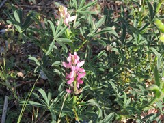 Lupinus hispanicus