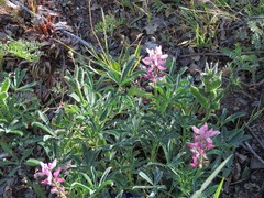 Lupinus hispanicus