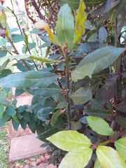 Laurus nobilis