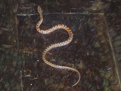 Senticolis triaspis triaspis