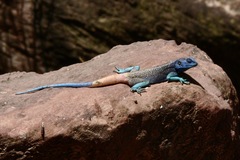 Acanthocercus adramitanus