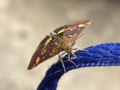 Pyrausta aurata