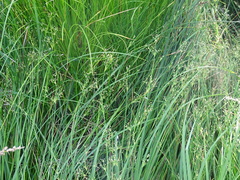 Juncus subnodulosus