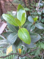 Laurus nobilis
