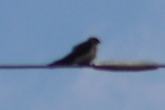 Tachycineta thalassina