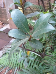 Laurus nobilis