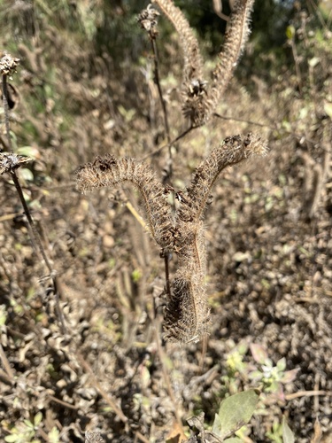 iNaturalist observation photo of branching phacelia
