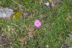 Dianthus alpinus