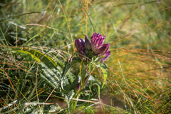 Gentiana pannonica