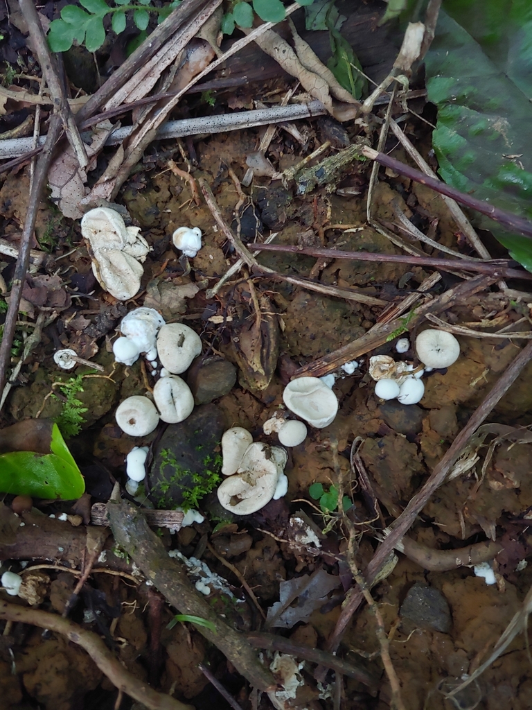 Lycogalopsis