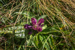 Gentiana pannonica