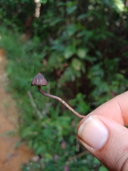 Psilocybe guilartensis