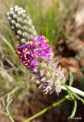 Dalea searlsiae