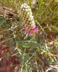 Dalea searlsiae