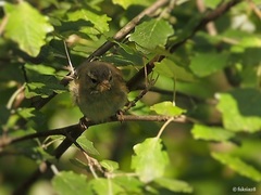 Phylloscopus collybita