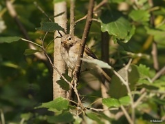 Phylloscopus collybita