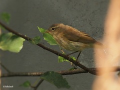 Phylloscopus collybita