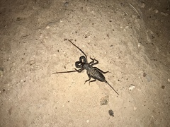 Mastigoproctus tohono