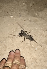 Mastigoproctus tohono