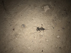 Mastigoproctus tohono