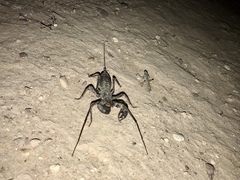 Mastigoproctus tohono