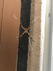 Argiope argentata