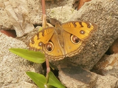 Junonia almana