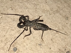 Mastigoproctus tohono