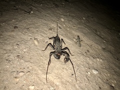 Mastigoproctus tohono