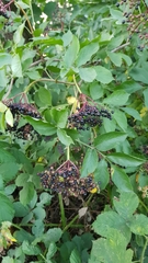 Sambucus nigra