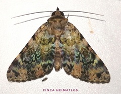 Coenipeta aniloba