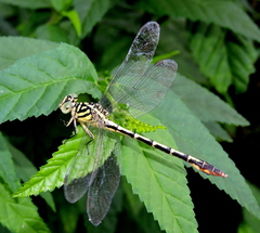 Platygomphus dolabratus
