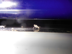 Diptera