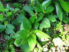 Streblacanthus parviflorus